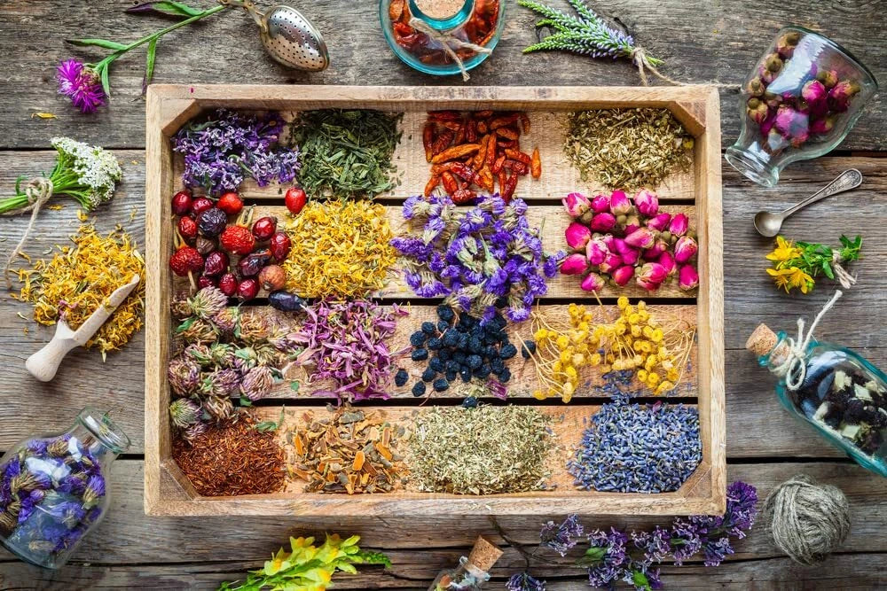 Essential Oils Garden Seed Kit - Peppermint, Tea Tree, Lavender & Eucalyptus Seeds for Aromatic Gardening